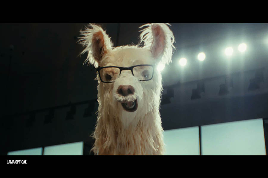 Un lama protagonista dello spot di Lama Optical. Firma Armando Testa